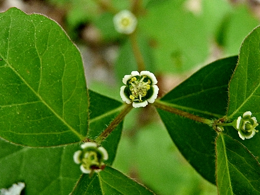 {Euphorbia mercurialina